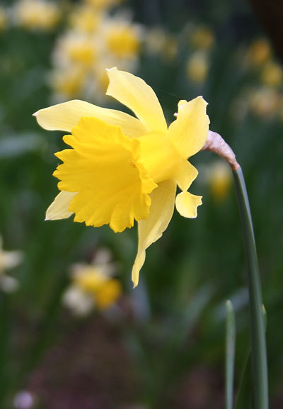 The Weir Gardens Wear Yellow