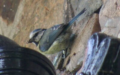 National Nest Box Week 14 – 21 February