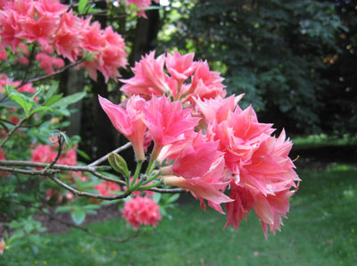 Rhodo-Stourhead