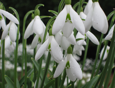 Dripping-snowdrops