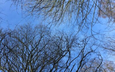Winter Trees and Linocut Designs
